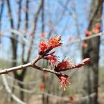 red maple (Acer rubrum)