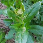 4 lined plant bug damage on shasta daisy