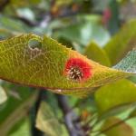 Aecia on crabapple leaf (Jennifer Kujawski)