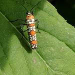 Ailanthus webworm moth. (photo by Jacqueline Hoyle)