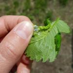 Honeydew exuding aphids revealed by unrolling a curled elm leaf viewed on 5/16/18 in Amherst, MA. (Photo: T. Simisky)