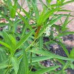 Oleander aphids (M. Richardson)