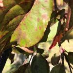 Apple scab disease lesions on crabapple leaves.  (photo: Geoffrey Njue)