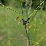 Asparagus beetle larvae feeding