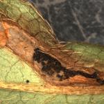 Damage caused by the larvae of the azalea leafminer, a tiny moth in the family Gracillariidae (leaf blotch miner moths). This sample was collected on 8/21/17. (Photo: Simisky, 2017)