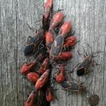 Boxelder bug adults and nymphs (immatures) gathered around a crack in a fence on 10/3/2016. These insects use piercing-sucking mouthparts to feed on the seeds of their hosts, such as boxelder. (Photo: C. Simisky)