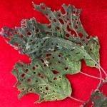 Oak leaves showing the characteristic damage caused by the adult female oak shothole leafminer. The characteristic necrotic “tab” of tissue that sometimes remains on the leaf long after the female fly caused the damage while feeding can be seen. (Nicholas Brazee, UMass Extension)