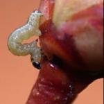bruce spanworm larva