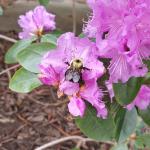 Bumblebee foraging on April 22, 2016. (Simisky)