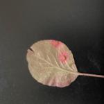 Cedar-apple rust on crabapple leaf, underside (Photo by G. Njue)