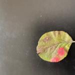 Cedar-apple rust on crabapple leaf, upper side. (Phot by G. Njue)