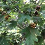 Cedar-hawthorn rust was observed on fruits of single seed hawthorn.   photo: Geoffrey Njue