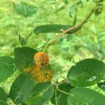 Cedar-quince rust on serviceberry. (Geoffrey Njue)