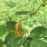 Cedar-quince rust on serviceberry. (Photo by G. Njue)