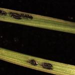 Hatched Cinara spp. aphid eggs observed on Japanese black pine needles in Amherst.