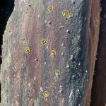 Evidence of ambrosia beetle entrance holes and activity inside the galleries (tunnels) beneath the bark seen on Kwanzan cherry and photographed by Matt McCoy on 5/26/2023. Entrance holes are tiny and round and excavated wood shavings can be seen on the host plant trunk as well. (Photo courtesy of Matt McCoy.)