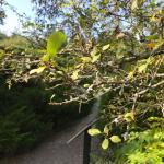 Crabapple defoliated by cedar apple rust (Ron Kujawski)