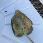 Russeting symptoms on a cyclamen leaf caused by cyclamen mites (P. Kelley)