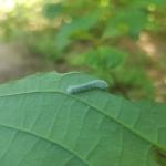 Dogwood sawfly on alternate leaf dogwood (R. Norton)