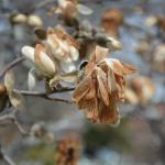 Cold damage to flowers of star magnolia.