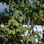 Syringa vulgaris (lilac) with dull leaves