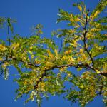 Early fall color on Gleditsia triacanthos var. inermis (thornless honeylocust)