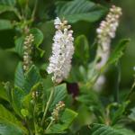 Clethra alnifolia - Summersweet