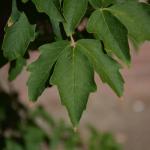 Acer griseum leaf