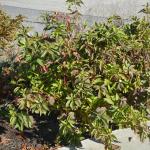 Plant of the Week: Cornus sericea