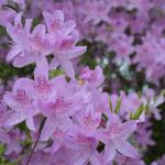 Plant of the week: Rhododendron yedoense var. poukhanese Korean azalea