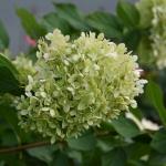 Hydrangea paniculata ’Limelight’