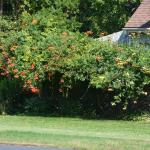 Plant of the Week: Campsis radicans