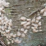 Egg Masses Caption: A too-common sight: many gypsy moth egg masses that have overwintered from 2016 located in Monson, MA on 4/19/17. Eggs have not yet begun to hatch as of that date. (Simisky, 2017)