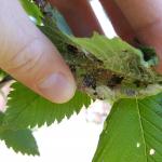 Curled elm leaves damaged previously by the activity of the woolly elm aphid are now vacant in Amherst, MA as observed on 6/26/19. Only white cast (shed) skins are left behind. (Tawny Simisky, UMass Extension)