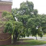 A common spindle tree (Euonymus europaeus) on the UMass Amherst campus found with a heavy infestation of euonymus caterpillars on 6/11/2018. The areas circled in yellow are where the webbing is heaviest. This tree is approximately 3.1 miles from the initial area reported on for this insect in Amherst, MA. (Photo: T. Simisky)