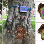 European beech (Fagus sylvatica) infected by the wood-rotting pathogen Ganoderma applanatum. Sonic and electrical resistance tomographs indicate extensive decay with a cavity is present in the lower trunk. 