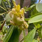 Exobasidium leaf and flower gall on Rhododendron