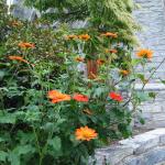 Tithonia rotundifloia blooming in the streetside garden of Grace Church on the Amherst Common.  (photo: B. Litchfield)