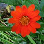 Tithonia rotundifloia blooming in the streetside garden of Grace Church on the Amherst Common.  (photo: B. Litchfield)