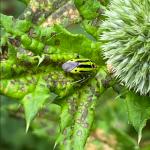 Four-lined plantbug (Photo by Jennifer Kujawski)
