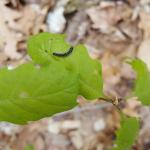 Forest tent caterpillar observed feeding on oak leaves in Belchertown, MA on 5/10/17. Note the “key-hole” shaped white markings down the dorsal side of the caterpillar. (Simisky, 2017)
