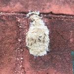 gypsy moth egg case beginning to hatch