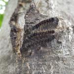 Gypsy moth caterpillars can be seen resting on the trunk of a young oak in Amherst, MA as observed on 5/30/19. These caterpillars have begun to develop the “warts” on their dorsal side which will turn into the 5 pairs of blue followed by 6 pairs of red raised spots that are distinctly visible in 4th instar and older caterpillars. (Tawny Simisky, UMass Extension)
