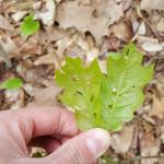 Young, tattered oak leaves with multiple young gypsy moth caterpillars feeding on the undersides as observed in Belchertown, MA on 5/10/17. (Simisky, 2017)