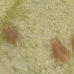 Green peach aphids on pansy 1 (A. Madeiras)