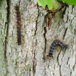 Dead/dying gypsy moth caterpillars in Amherst, MA on 6/25/19. Entomophaga maimaiga is suspected to have killed the caterpillar on the left (oriented vertically with legs extended and stiff) and the NPV virus may have killed the caterpillar on the right (hanging in an inverted V-shape). Those are, in general, the characteristics you can look for in the field, however co-occurring infections may also happen in the same caterpillar.  (Tawny Simisky, UMass Extension)