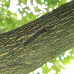 Gypsy moth caterpillars may soon wander to locate suitable places to pupate. Caterpillars were still observed in Amherst, MA on 6/19/19. (Tawny Simisky, UMass Extension)