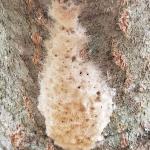 An egg mass of the invasive gypsy moth viewed in Leicester, MA on 4/25/2019. At this time, the eggs had not yet begun to hatch. (Photo courtesy of Mary Owen, UMass Extension)