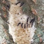 The same gypsy moth egg mass viewed in Leicester, MA again on 5/7/2019. Tiny caterpillars had begun to hatch at this location. (Photo courtesy of Mary Owen, UMass Extension)