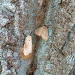 An adult gypsy moth female (left) is laying an egg mass next to an adult gypsy moth male (up and to the right) on this tree in Amherst, MA on 7/10/18. (Photo: T. Simisky)